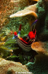 Nudibranch by Michelle Tobin 